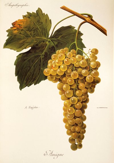 Raisin Amigne par A. Kreyder - Alexis Kreyder