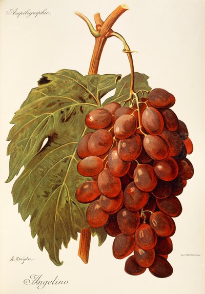 Raisin Angelino - Alexis Kreyder