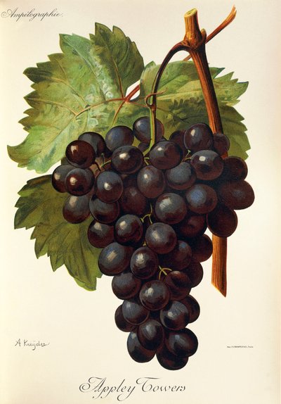 Raisin Appley Towers. Illustration par A. Kreyder, Pessione, de Traité Général de Viticulture. Ampélographie - Alexis Kreyder