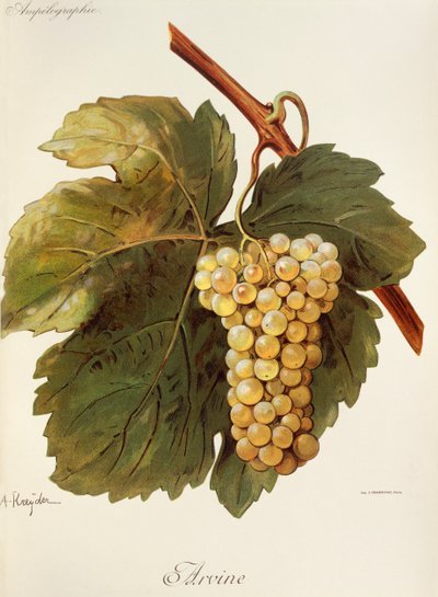 Arvine - Alexis Kreyder