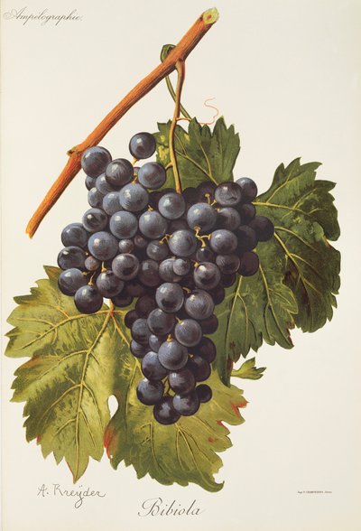 Raisin Bibiola - Alexis Kreyder