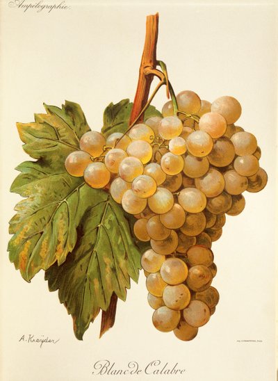 Blanc de Calabre - Alexis Kreyder
