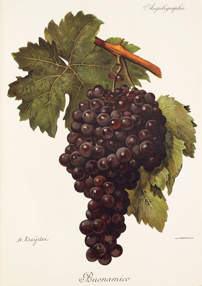 Raisin Buonamico - Alexis Kreyder