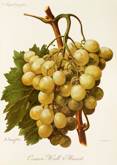 Cannon Hall Muscat - Alexis Kreyder