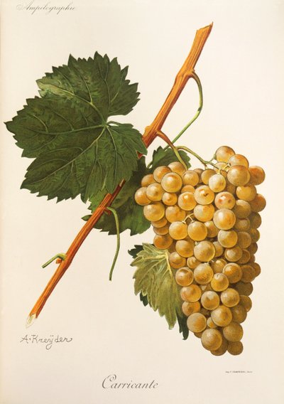 Carricante - Alexis Kreyder