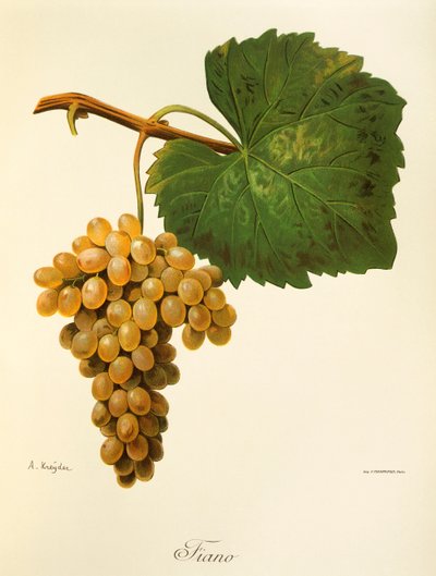 Raisin Catarratto par A. Kreyder - Alexis Kreyder