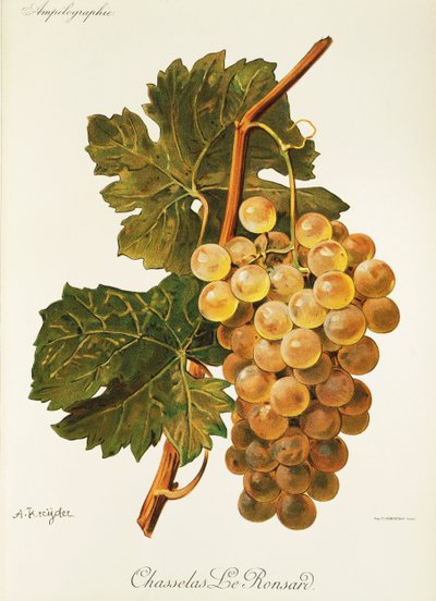 Raisin Chasselas Le Ronsard - Alexis Kreyder