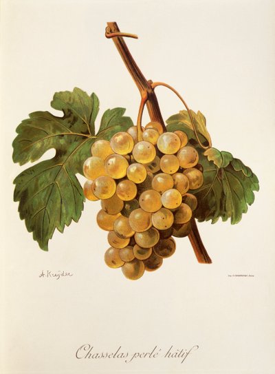 Chasselas Perlé Hâtif - Alexis Kreyder