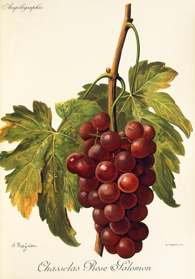 Chasselas Rose Salomon - Alexis Kreyder