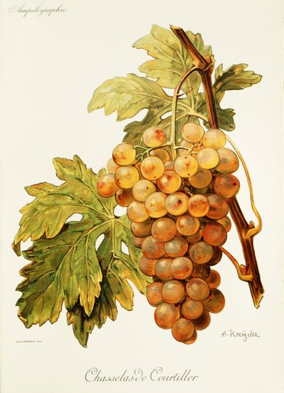 Chasselas de Courtiller - Alexis Kreyder
