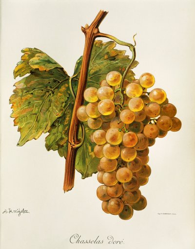 Raisin Chasselas Doré - Alexis Kreyder