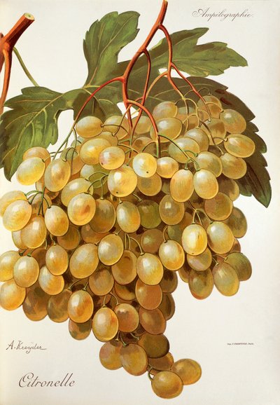 Raisin Citronelle - Alexis Kreyder