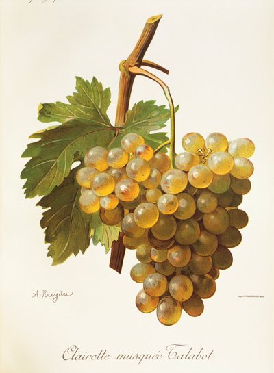 Clairette Musquee - Alexis Kreyder