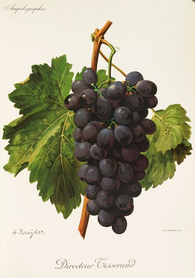 Raisin Directeur Tisserand - Alexis Kreyder