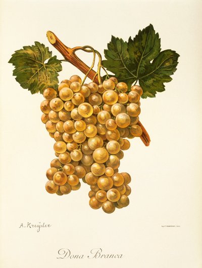 Raisin Dona Branca - Alexis Kreyder