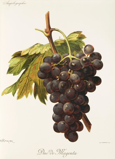 Duc de Magenta - Alexis Kreyder