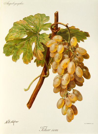 Raisin Feher Som par A. Kreyder - Alexis Kreyder