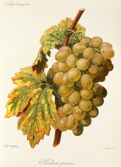 Raisin Frankenthal - Alexis Kreyder