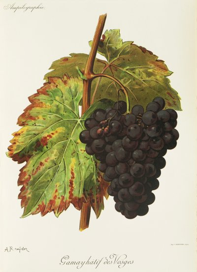 Gamay Hatif des Vosges - Alexis Kreyder