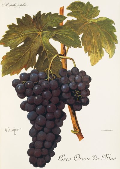 Raisin Gros Oriou de Mus - Alexis Kreyder