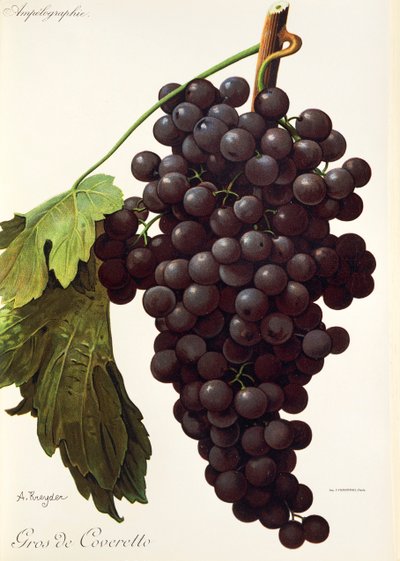 Raisin Gros de Coveretto - Alexis Kreyder