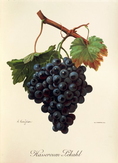 Raisin Hasseroum Lekahl - Alexis Kreyder