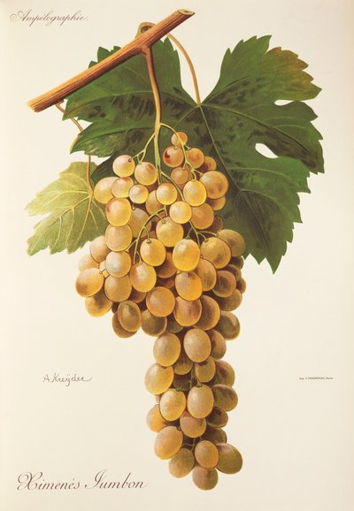 Raisin Himenes Jumbon - Alexis Kreyder