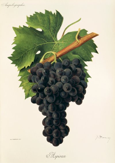 Raisin Inzolia - Alexis Kreyder