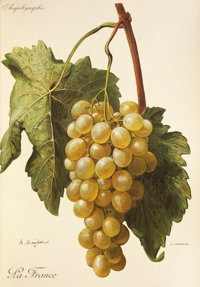 Raisin La France - Alexis Kreyder