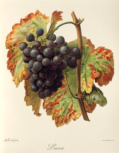 Raisin Lasca - Alexis Kreyder