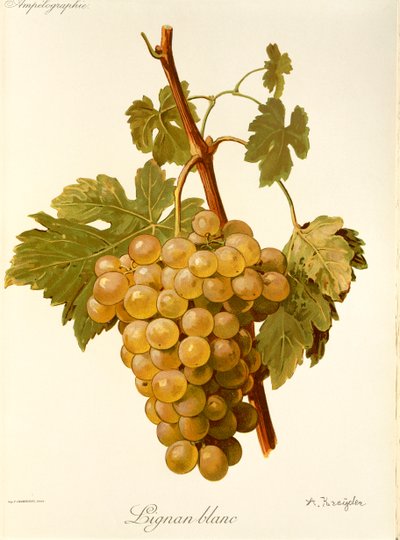Lignan Blanc - Alexis Kreyder