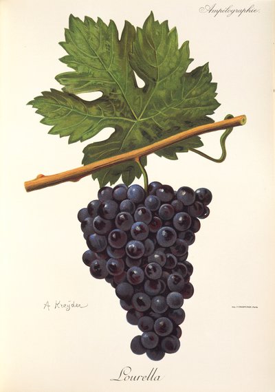 Raisin Lourella par A. Kreyder - Alexis Kreyder