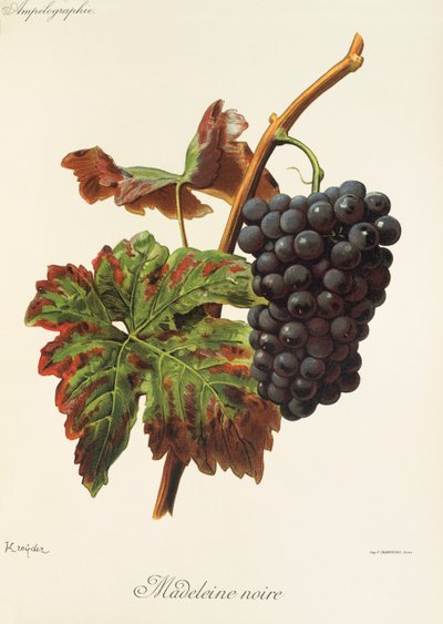 Raisin Madeleine Noire - Alexis Kreyder
