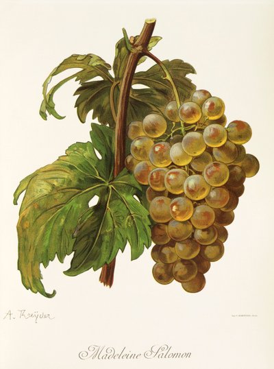 Raisin Madeleine Salomon - Alexis Kreyder
