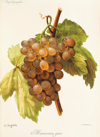 Marocain Gris - Alexis Kreyder