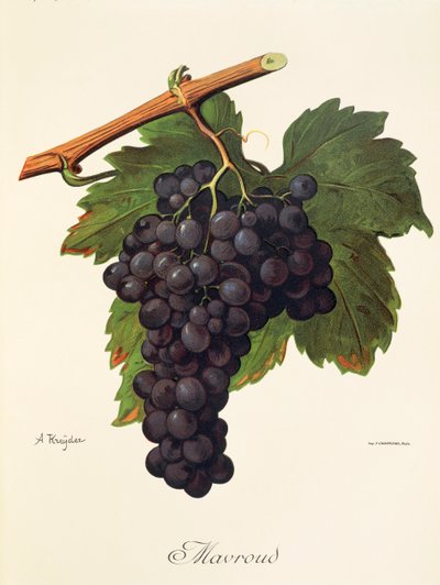 Raisin Mavroud par A. Kreyder - Alexis Kreyder