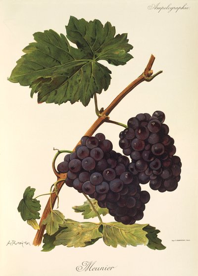 Raisin Meunier - Alexis Kreyder