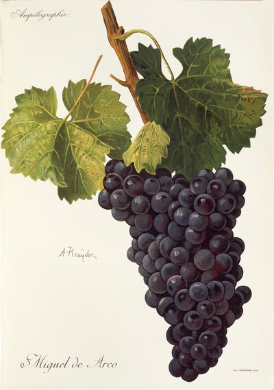 Raisin Miguel de Arco par A. Kreyder - Alexis Kreyder