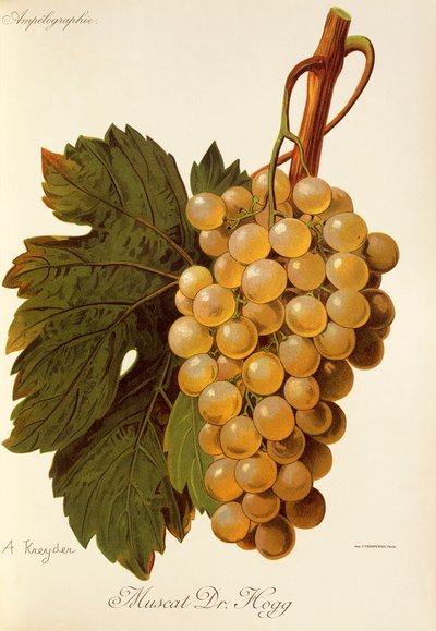 Muscat Dr. Hogg - Alexis Kreyder