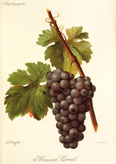 Raisin Muscat Lierval - Alexis Kreyder