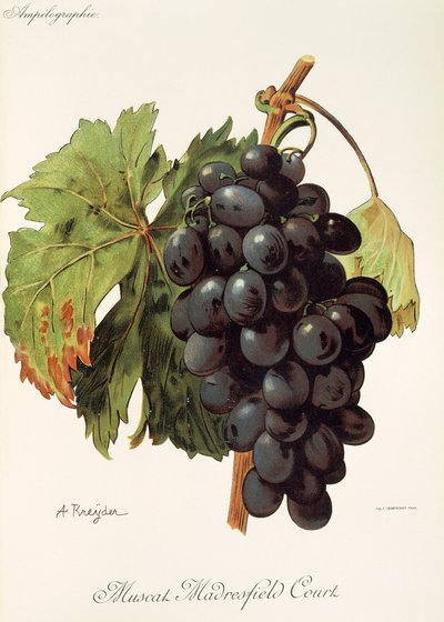 Raisin Muscat Madrefield Court par A. Kreyder - Alexis Kreyder