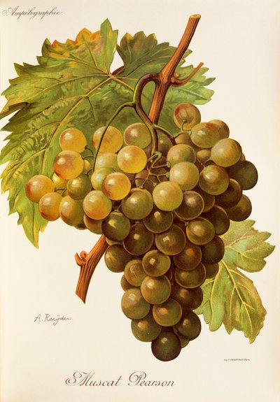 Raisin Muscat Pearson - Alexis Kreyder
