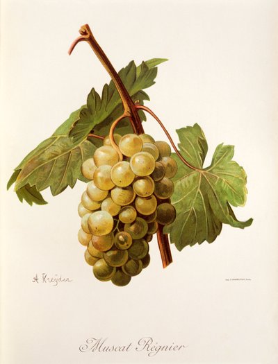Muscat Regnier - Alexis Kreyder