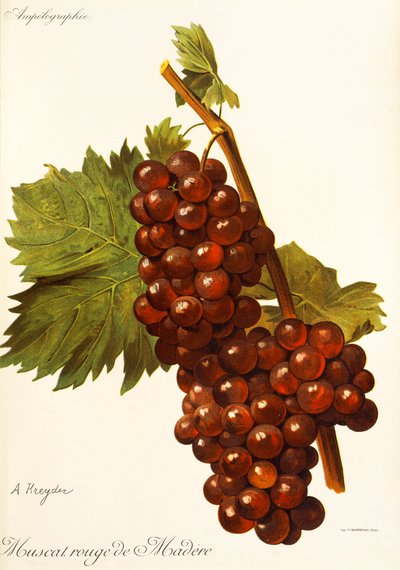 Raisin Muscat Rouge de Madère - Alexis Kreyder