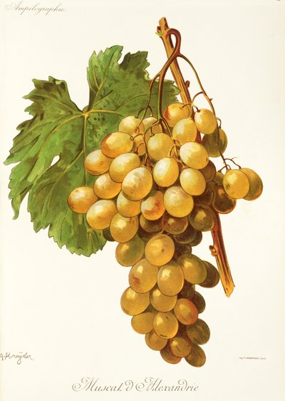 Raisin Muscat d