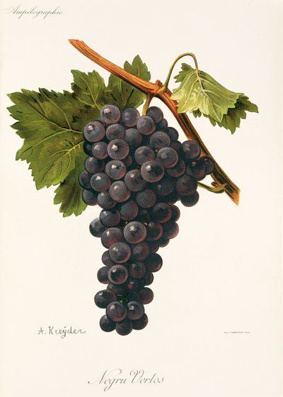 Raisin Negru Vertos - Alexis Kreyder