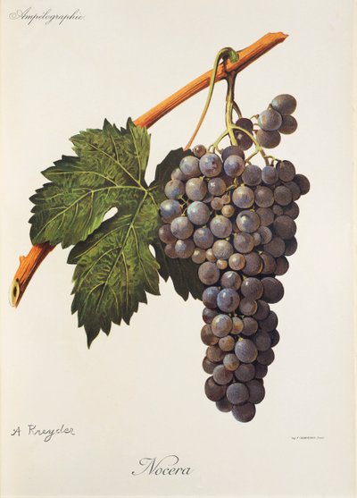 Raisin Nocera - Alexis Kreyder