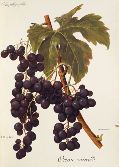 Raisin Oriou Voirard - Alexis Kreyder