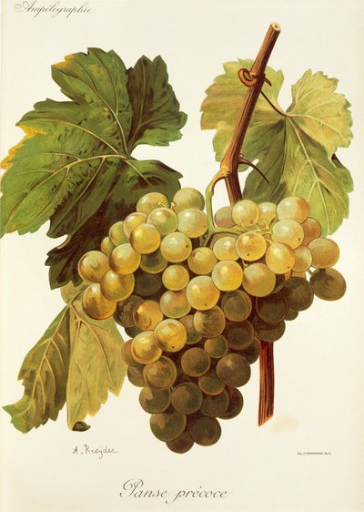 Raisin Panse Précoce - Alexis Kreyder
