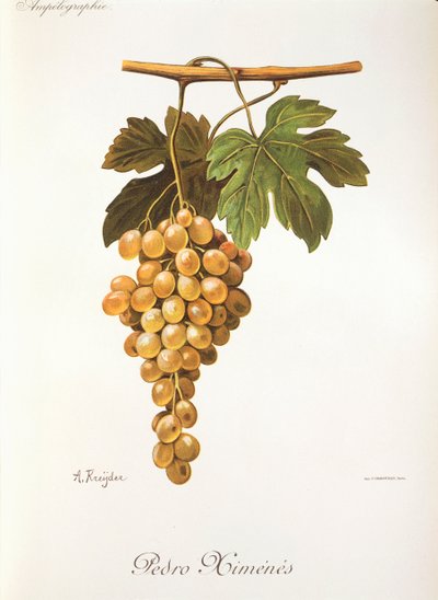Raisin Pedro Mimenes par A. Kreyder - Alexis Kreyder
